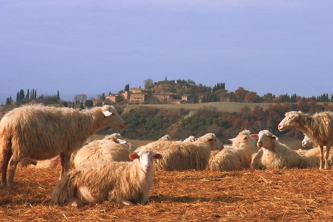 Tour of 900year old secret cellars + tasting of 3 wines and bread with EVO oil - The castle setting and the views