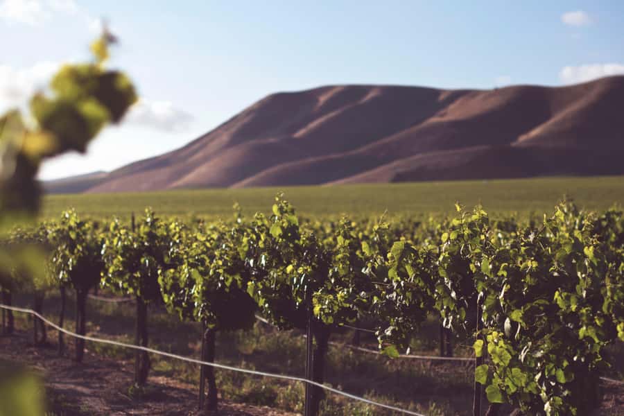 Tour the Winelands: Stellenbosch to Franschhoek - A six-hour route through South Africa’s wine country