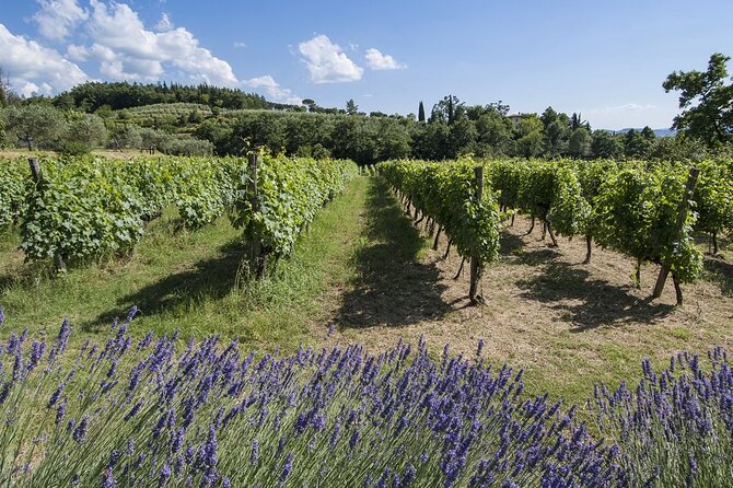 Tour through the vineyards and wine and olive oil tasting in Tuscany - Four wines with a Tuscan tasting board