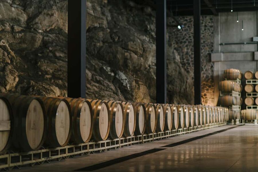Tour & Wine Tasting San Miguel Vineyard / San Miguel Experience - Starting among the vines