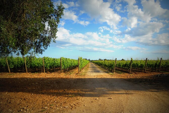Trani: Wine tasting & Light Lunch in a Vineyard - Who will get the most from this experience