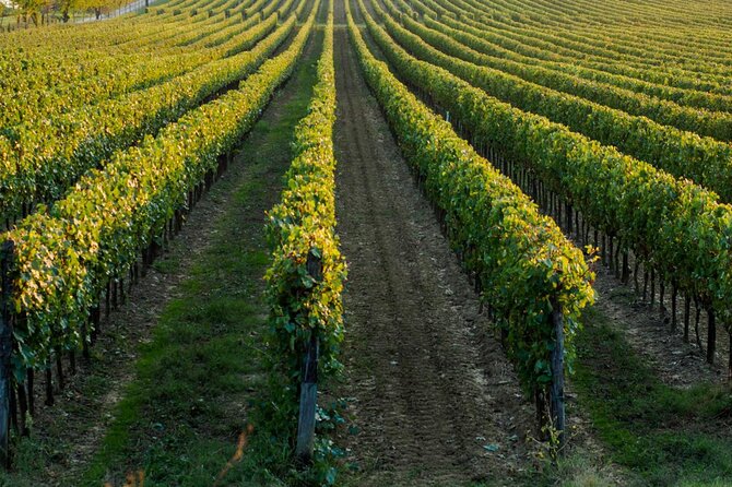 Trani: Wine tasting & Light Lunch in a Vineyard - Walking through the vineyard, chapel, and cellar