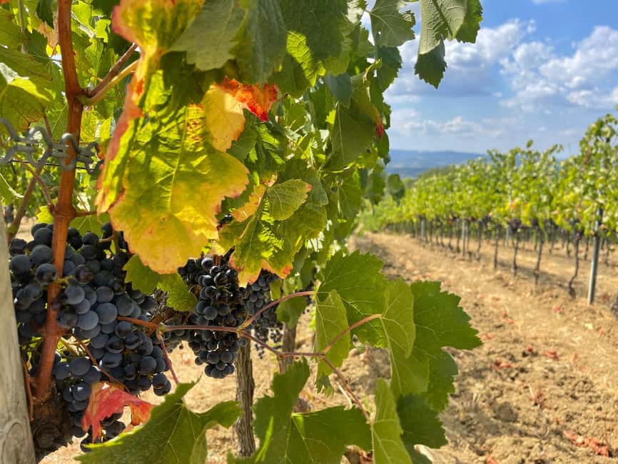 Tuscany Wine Tour : 2 Wineries & San Gimignano from Florence - Second winery: rustic character and views near San Gimignano