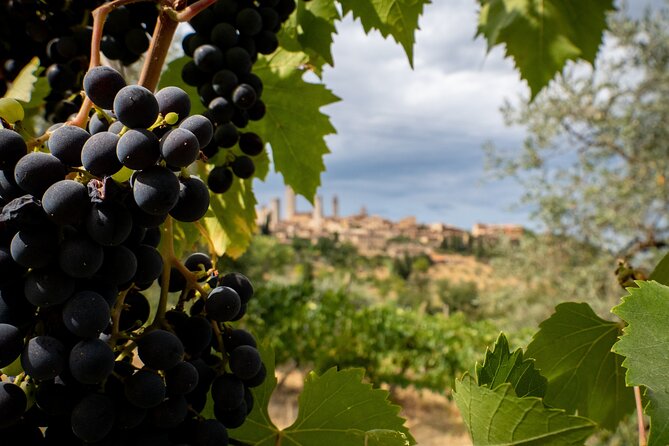 Two Wine Tastings and Visit to a Historic Cellar Inside Old Walls of Montalcino - What the $79.45 price includes