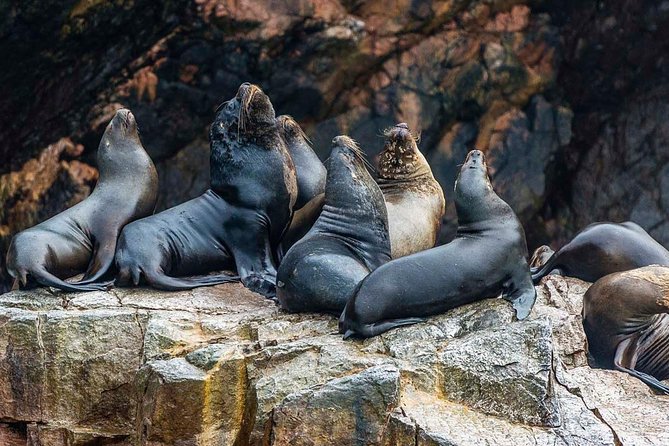 Ultimate Comfort: Lima to Huacachina, Ballestas and Vineyard - From coastal wildlife to Ica’s Pisco country