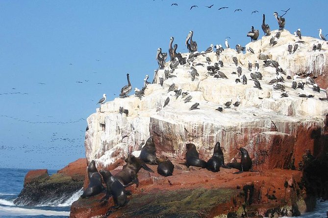 Ultimate Comfort: Lima to Huacachina, Ballestas and Vineyard - Who will enjoy this Lima day trip