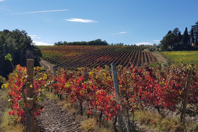 Umbria E-Bike & Wine Tour through Vineyards and Olive Groves - Who will enjoy this ride most