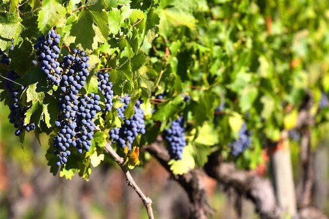 Valle de Guadalupe Premium Wine and Vineyard Wagon Tour - How the one-hour and two-hour choices differ