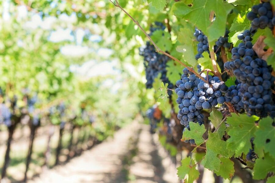 Valpolicella: 1.5-Hour Guided Winery Tour with Wine Tasting - Should you book the Valpolicella winery tour?