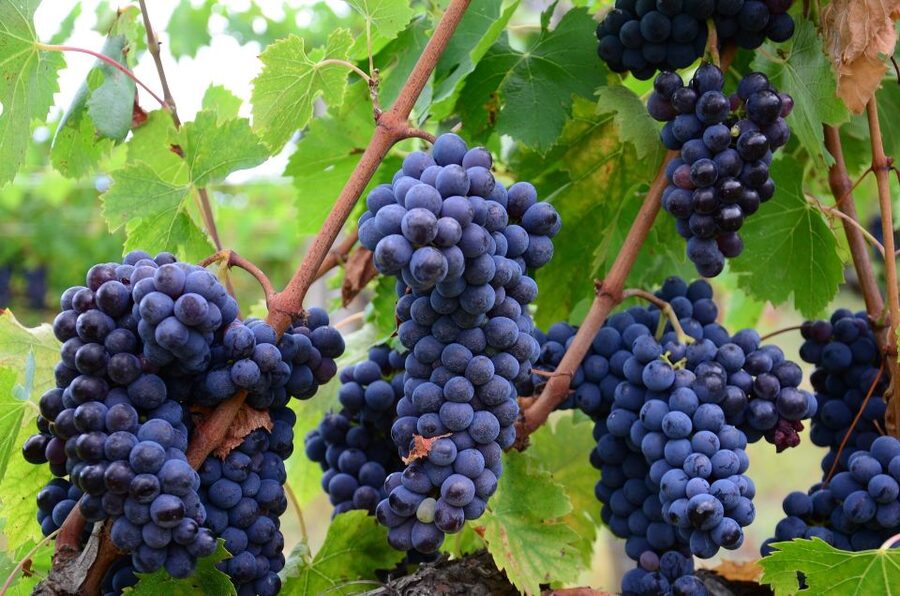 Valpolicella: 1.5-Hour Guided Winery Tour with Wine Tasting - Entering the estate and seeing the wine cellar