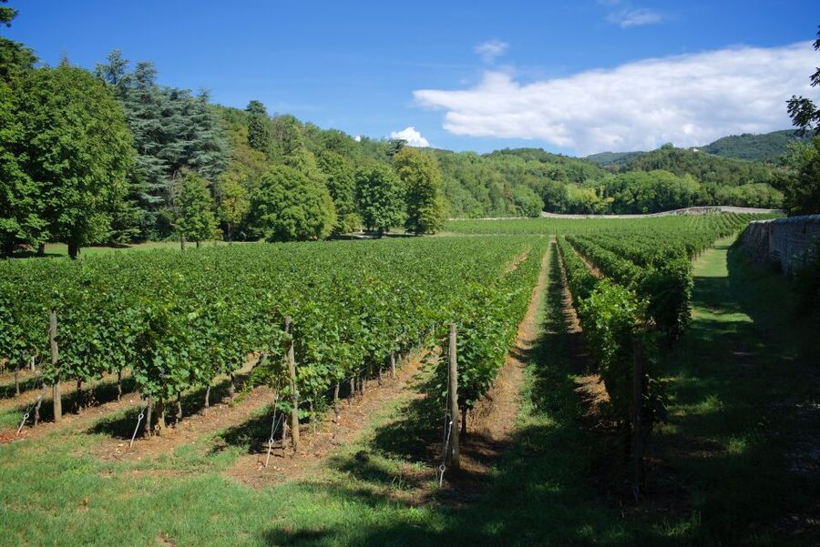 Valpolicella: Amarone Chateau Guided Tour and Wine Tasting - A wine estate near Verona with more than a tasting room