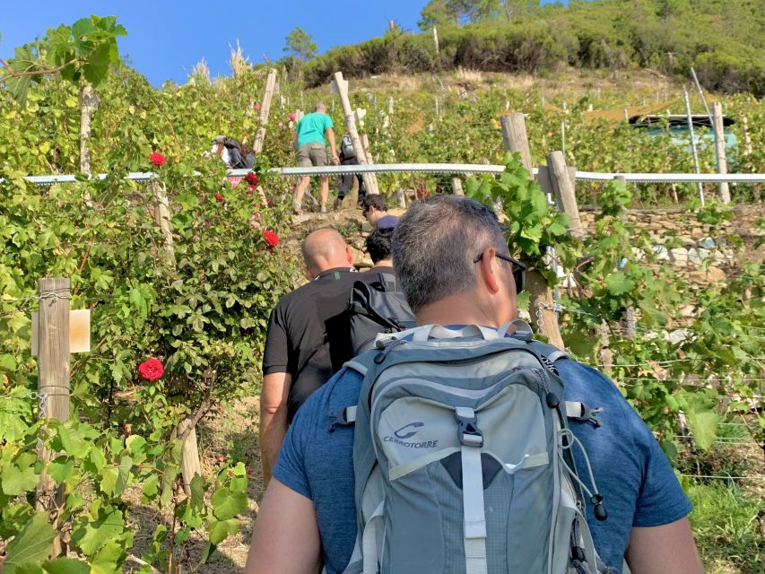 Vernazza: Panoramic Vineyard Trekking Tour w/ Wine Tasting - Key points at a glance