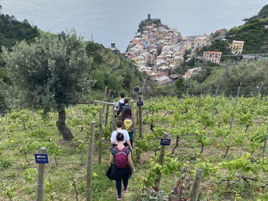 Vernazza: Panoramic Vineyard Trekking Tour w/ Wine Tasting - Weather backup and seasonal planning