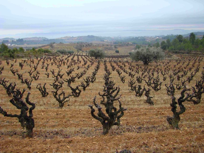 Vilafranca del Penedès: Winery Visit with Tastings - Inside the winery, cellar, and warehouse
