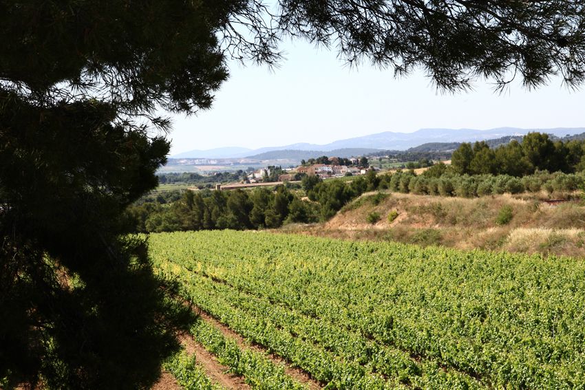 Vilafranca del Penedès: Winery Visit with Tastings - Should you book Bodega J. Miquel Jané?
