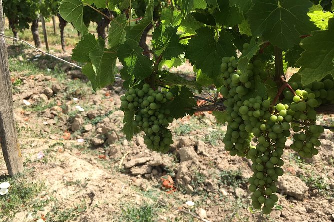 Vineyard cycle tours in and around Chinon, in the Loire Valley - Starting at 17 Quai Danton at 10 a.m.