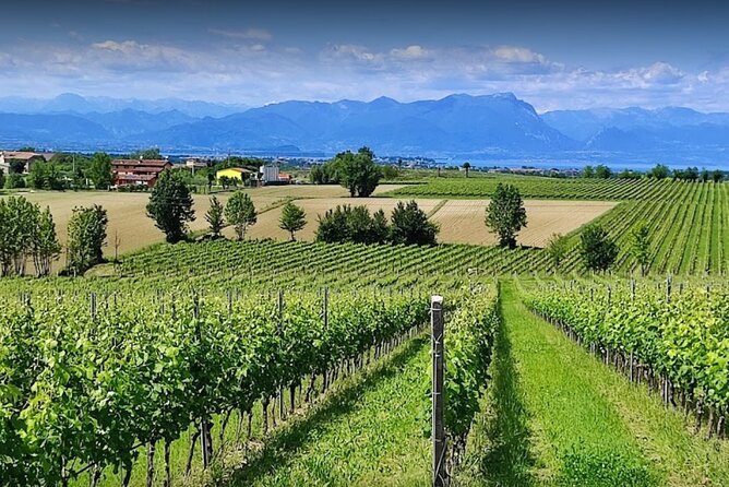 Vineyard Tour and Tasting of Lugana Wines - Key points to know before you book