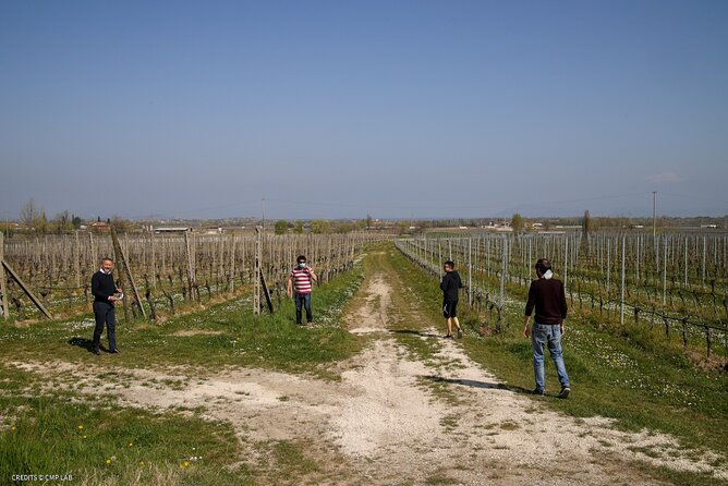 Vineyard Tour and Tasting of Lugana Wines - Walking through the vineyard