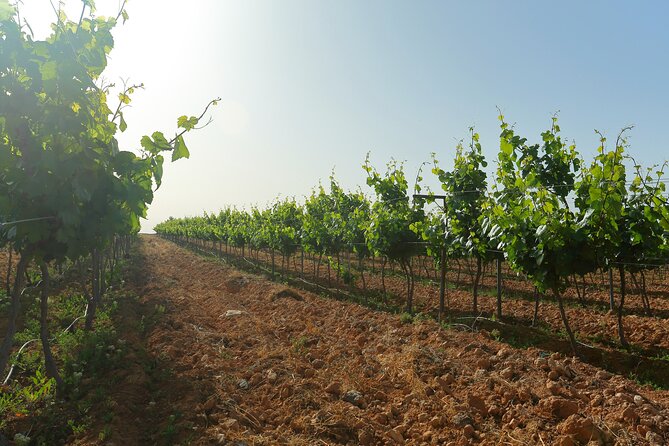 Vineyard Tour in Al Mafraq Governorate - Food, service, and the JR welcome