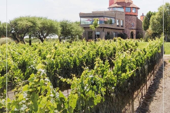 Vineyard, tour, tasting and fun in San Miguel de Allende - Is $100.96 per person fair?