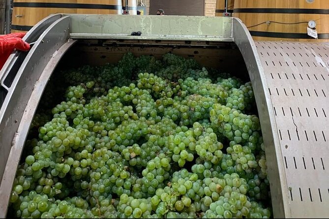 Vineyard, tour, tasting and fun in San Miguel de Allende - Who will enjoy this wine outing?