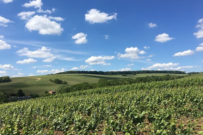 Vineyard Walking Tour & 5 Champagnes Tasting - A small Champagne visit in Saulchery