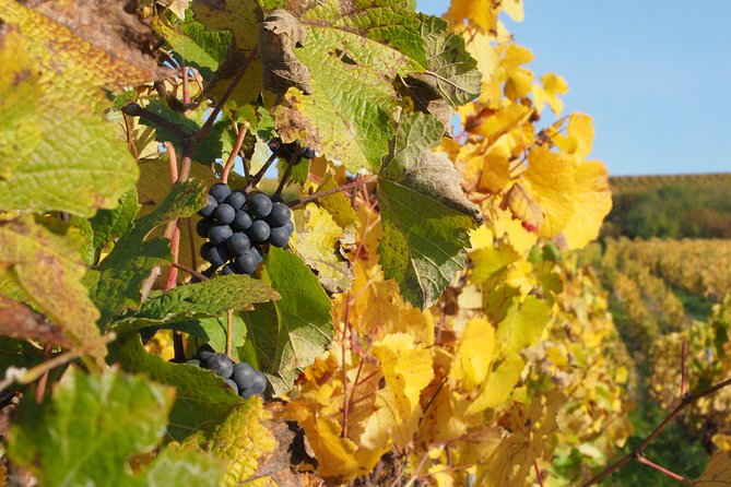 Vineyard Walking Tour & 5 Champagnes Tasting - Tasting five Champagnes