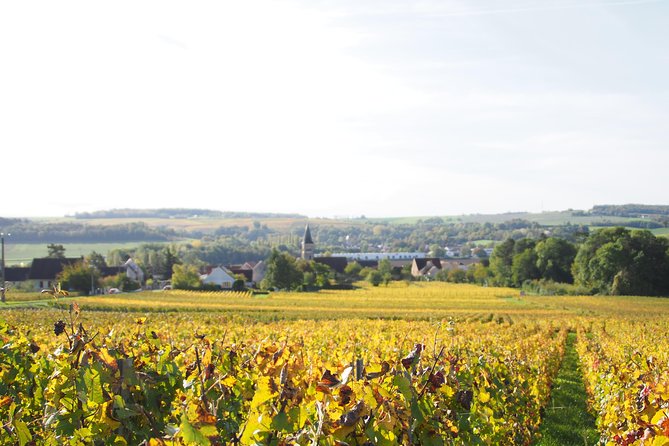 Vineyard Walking Tour & 5 Champagnes Tasting - Who will enjoy this visit most