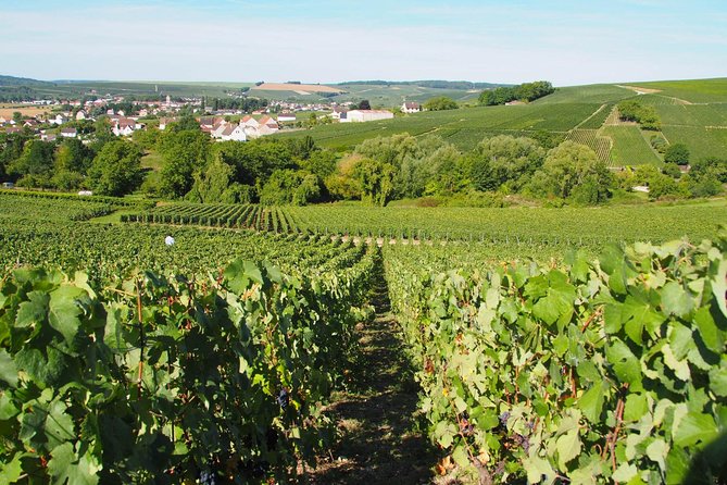 Vineyard Walking Tour & 5 Champagnes Tasting - Understanding Champagne production through video
