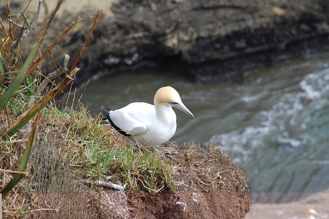 Vineyards Honey and Black Sand Beaches from Auckland - Muriwai Beach and the West Coast finish