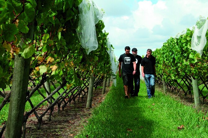 Vineyards Honey and Black Sand Beaches from Auckland - John McFarlane’s role in the experience