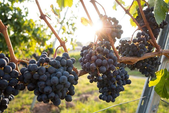 VIP Full Day Wineries Tour from Istanbul - Second winery: make room for lunch and a vineyard view