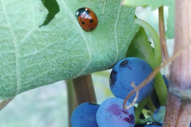 Visit among vineyards and wine cellar with wine tasting in Nizza Monferrato - What the private format changes