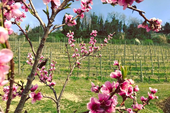 Visit among vineyards and wine cellar with wine tasting in Nizza Monferrato - Who will get the most from this visit