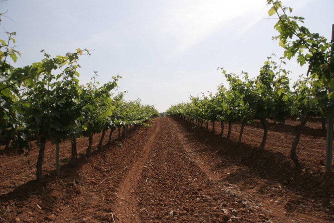 Visit and wine tasting with sausage and BODEGA PIRINEOS cheese - A friendly guide makes the difference