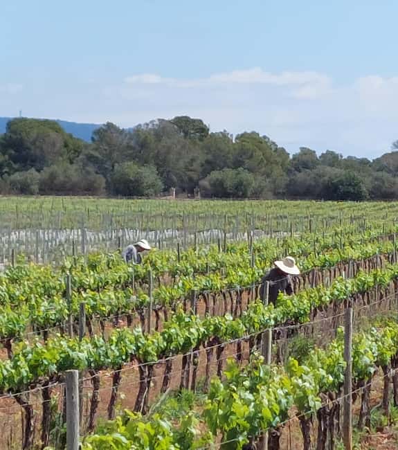 Visit Bodegas Bordoy, taste 5 wines, and enjoy finger food - Walking from the vines into Bodegas Bordoy