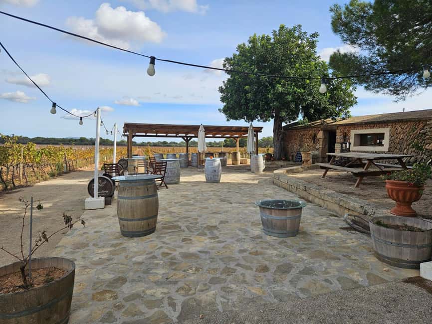 Visit Bodegas Bordoy, taste 5 wines, and enjoy finger food - Five wines, from white to rosé and red