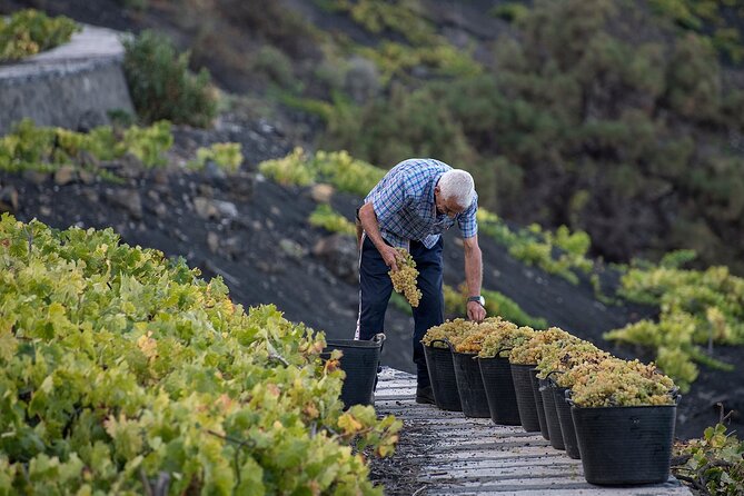 Visit Bodegas Teneguía winery in La Palma with wine Tasting - Buying bottles after the tasting