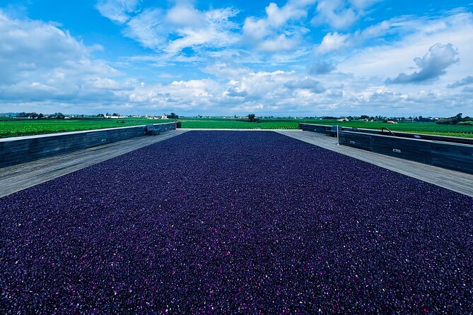 Visit Saint-Emilion and Pomerol:Vineyards, lunch and tastings included - Seeing how the wine is made at a vineyard
