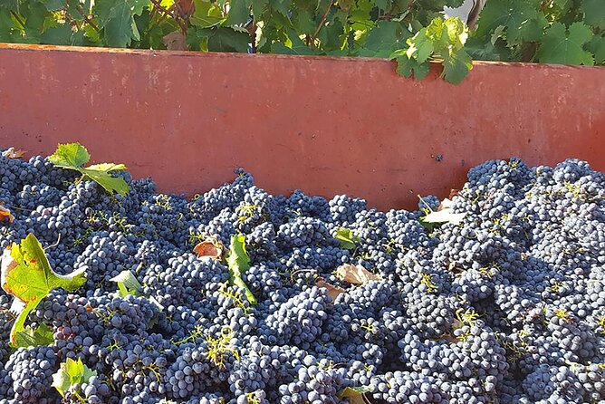 Visit to a Winery in Salento with Wine tasting and light lunch. From Lecce - At the winery: from grapes to finished wine