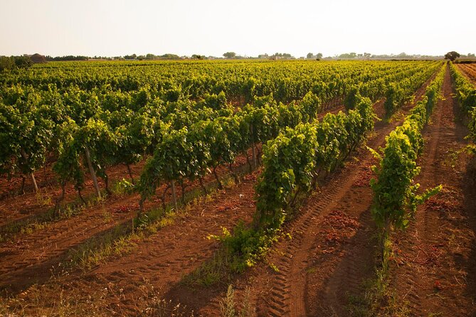 Visit to a Winery in Salento with Wine tasting and light lunch. From Lecce - A light lunch that keeps the morning grounded