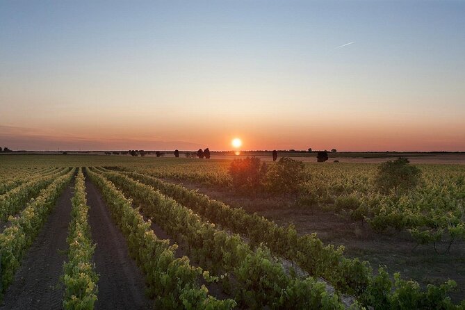 Visit to a Winery in Salento with Wine tasting and light lunch. From Lecce - Who will enjoy this three-hour outing most