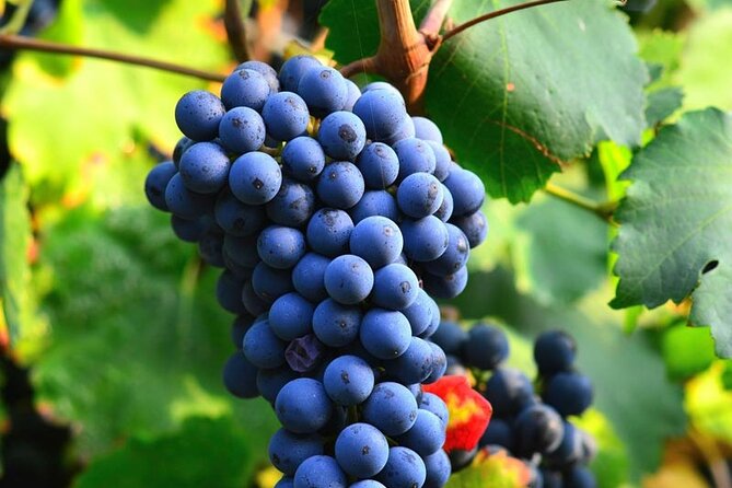 Visit to the Faugères Vineyards with Picnic from Béziers - Why Faugères makes a good wine day from Béziers