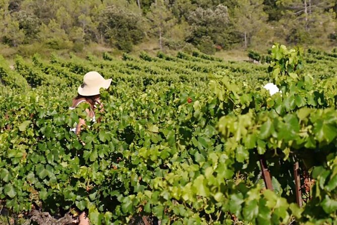 Visit to the Faugères Vineyards with Picnic from Béziers - A private-garden picnic near Villemagne-l’Argentière