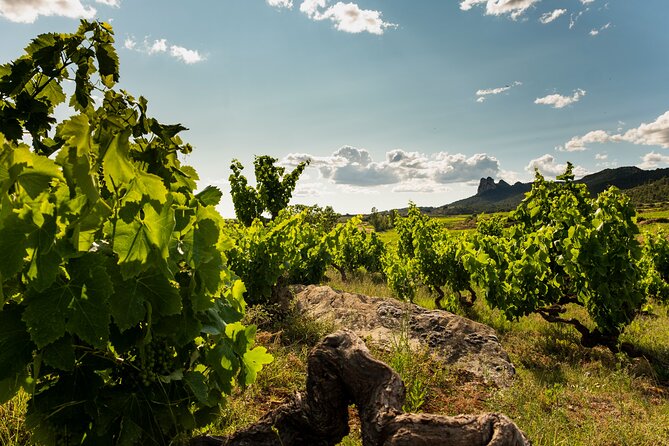 Visit to the winery with a tasting of 3 wines and appetizers - Why Bodegas TIHOM feels different from a standard Rioja tour