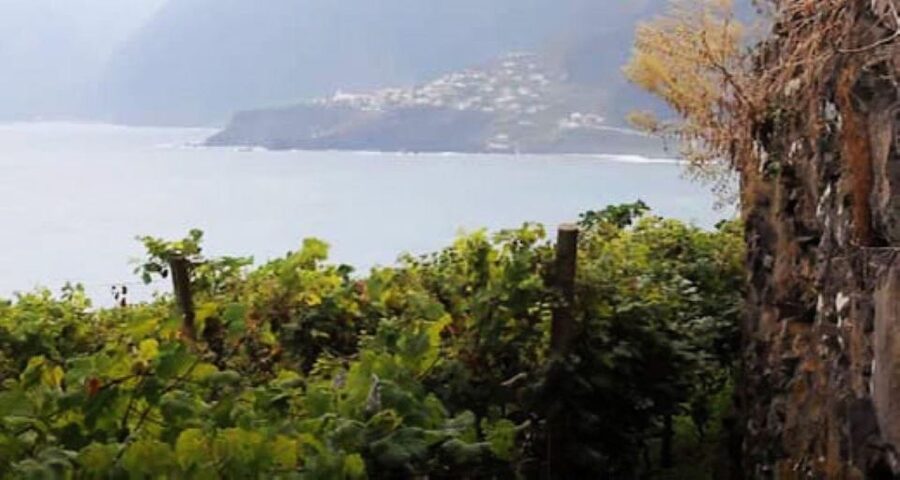 Visiting local Vineyard With Wine Tasting & Lunch included - Seixal and the north coast views
