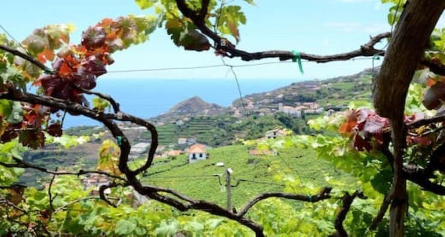 Visiting local Vineyard With Wine Tasting & Lunch included - São Vicente and the main vineyard lunch