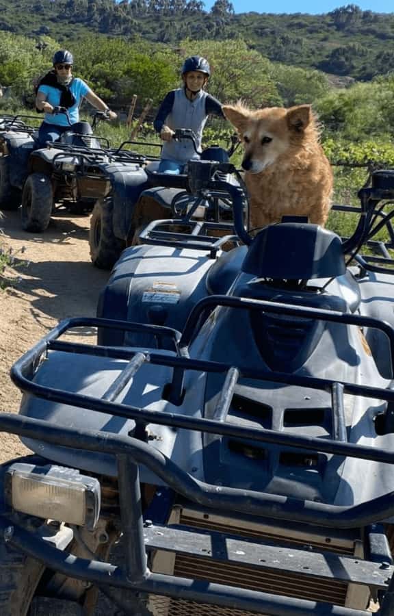 Vrede en Lust Wine Estate: 1H Quad Bike Trail - Planning your Franschhoek day around the ride