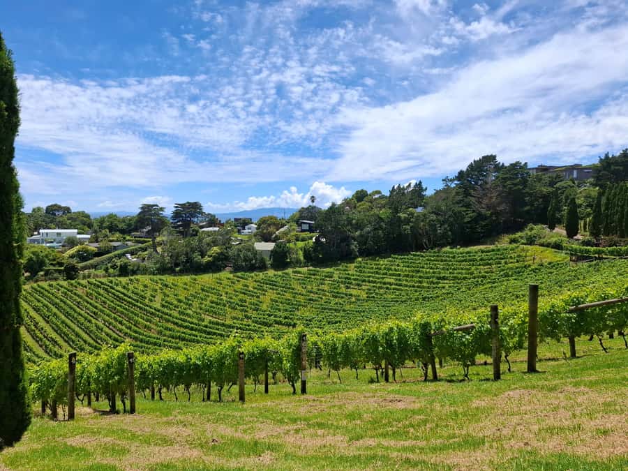 Waiheke Island: Sip and Savor 3 Vineyards Tour with Lunch - The first two wineries set the tone