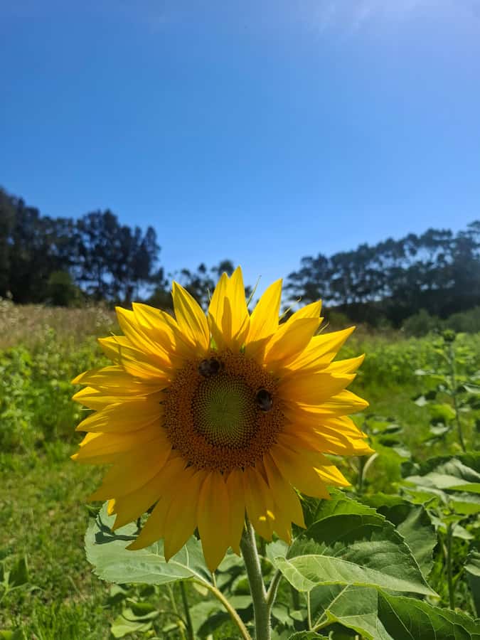 Waiheke Island: Sip and Savor 3 Vineyards Tour with Lunch - Getting from Auckland to Matiatia Wharf